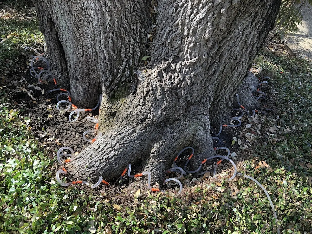 Detailed Tree Cabling and Bracing job site in Rockingham