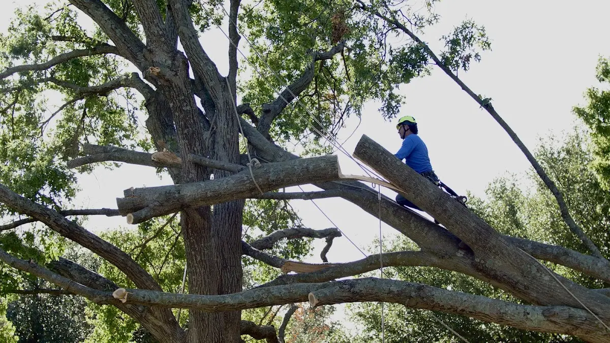 Professional Crown Thinning performed by certified arborists in Rockingham