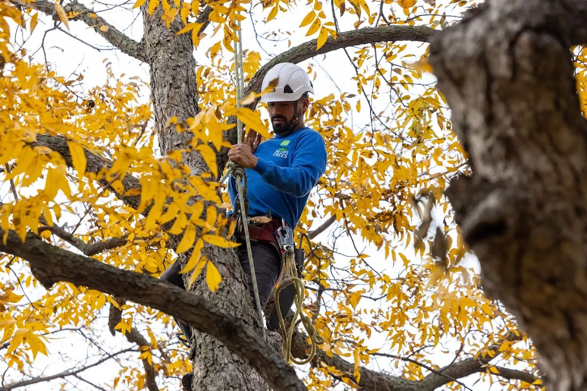 Skilled Tree Planing crew working in Rockingham