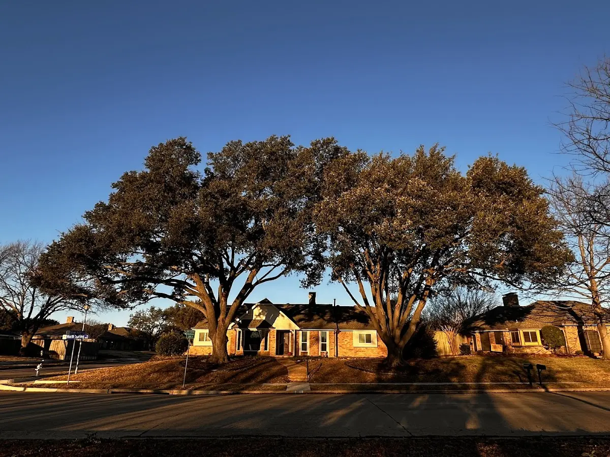 Established residential canopy tree shading a home in Rockingham